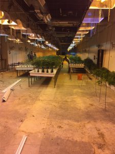 Borrough's Rivet Span Shelving, Western Storage and Handling, Western Storage, Cannabis Grow Facility, Rivet Span Shelving,