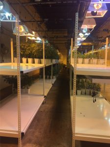 Borrough's Rivet Span Shelving, Western Storage and Handling, Western Storage, Cannabis Grow Facility, Rivet Span Shelving, Western Storage and Handling, Western Storage, Cannabis Grow Facility, Rivet Span Shelving, Span Shelving, 